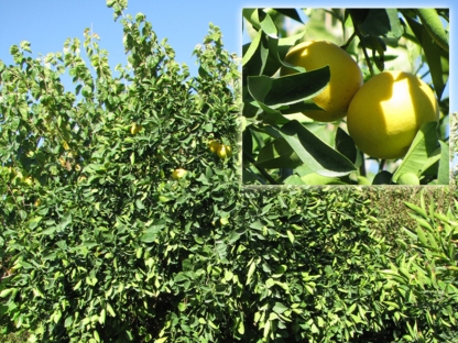 הדר אשכולית - 10 ל'