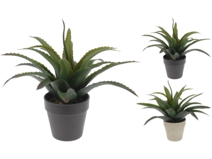 סוקולנט בעציץ אפור 2 - 317002300