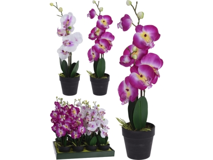 סחלב בעציץ פלסטי ג. 47 ס"מ 49.90 - 317002690