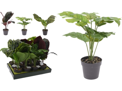 צמח עלים צבעוניים בע - 317002880