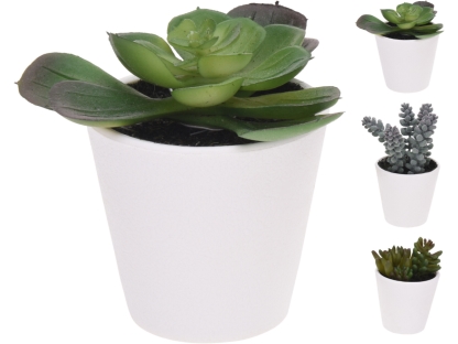 סוקולנט בעציץ לבן 15 ס"מ - 317005000