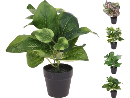 צמח בית קטן בעציץ פלסטי ג. 23 ס"מ 19.90 - 317220000