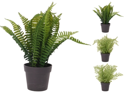 שרך בעציץ פלסטי ג. 2 - 317220020