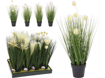 צמח עשבוני בעציץ פלס - 317220070