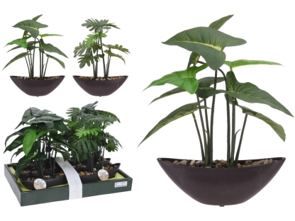 צמח ירוק בסירה - 317220090