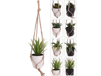 צמח בית בעציץ תליה מ - 317353810