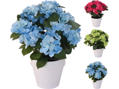 שיח הורטנזיה בעציץ ל - 317353930