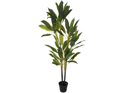 דרצנה 180 ס"מ - 318000780