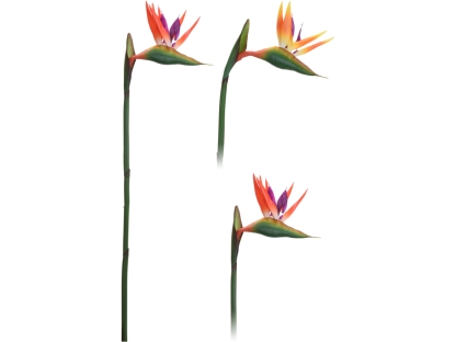 ענף ציפור גן עדן 80 ס"מ - 318800120