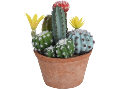 מיקס קקטוסים בעציץ טרקוטה - 319000150
