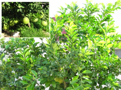 הדר פומלה - 10 ל'