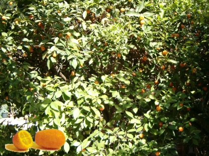 הדר קומקוט (תפוז סיני) - 10 ל'