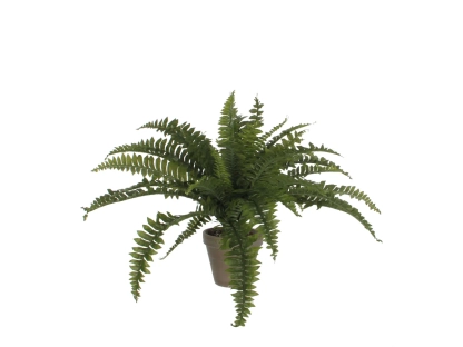 צ.מ- שרך בעציץ 15