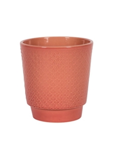 עציץ אודינזה כוכב ורוד 13.5 ס"מ - 956731