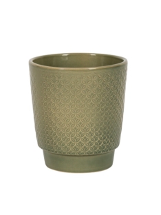 עציץ אודינזה כוכב ירוק 15 ס"מ - 956742