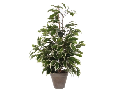 פיקוס אקזוטיקה מלאכותי