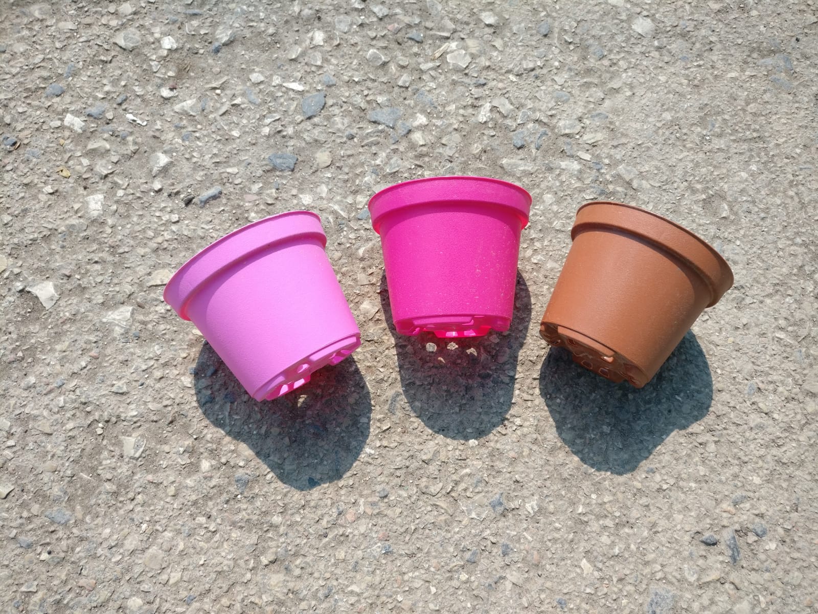 עציץ ט"ו בשבט 10