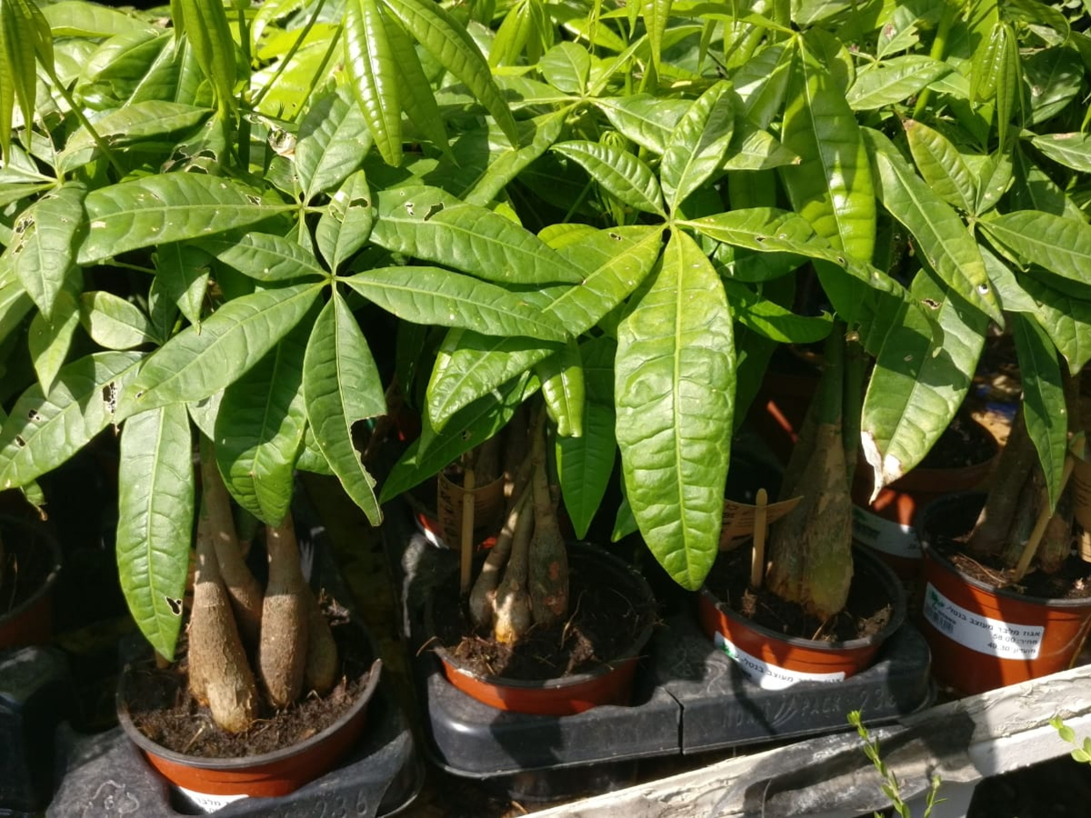 עצים ננסיים