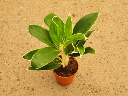 אגלאונמה FLN11 - ע. 12