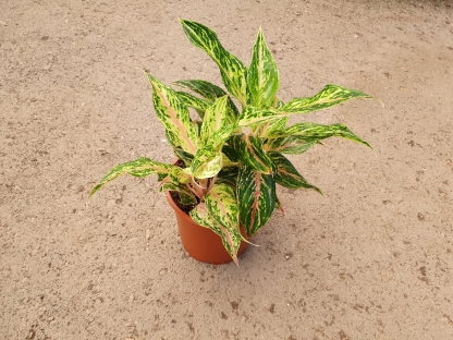 אגלאונמה ורודה