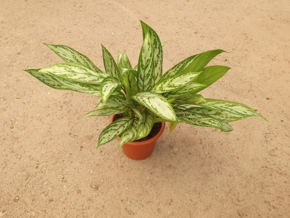 אגלאונמה כסף-ע. 18