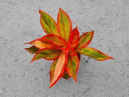 אגלאונמה כרתים