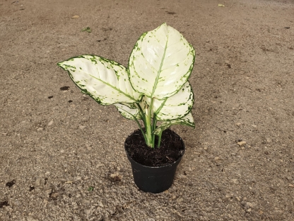 אגלאונמה לבנה ע.12