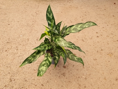 אגלאונמה מריה בנטל- ע. 12