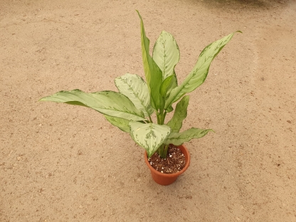 אגלאונמה פרידמן