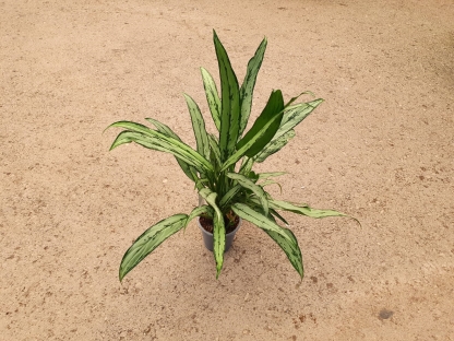 אגלאונמה קאטלס בנטל- ע. 12