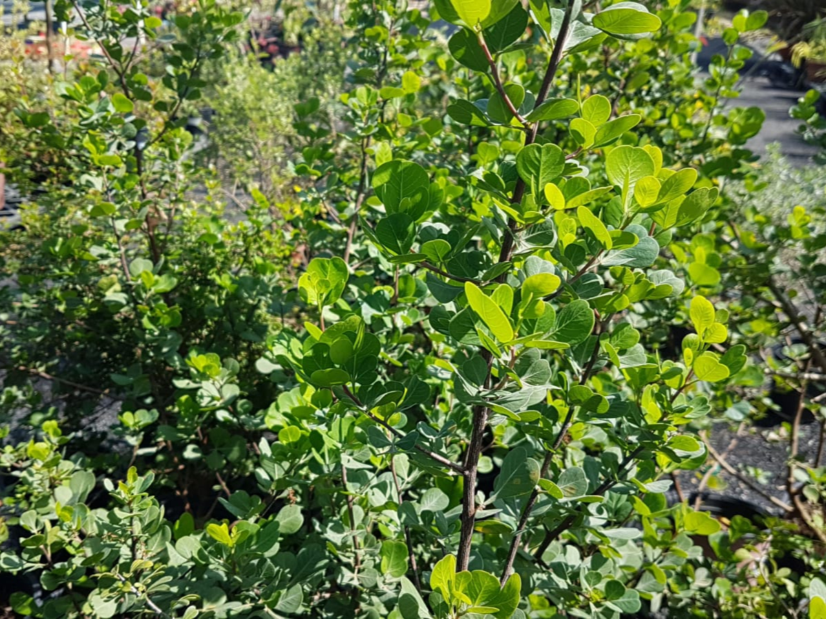 אוג חרוק-10 ל