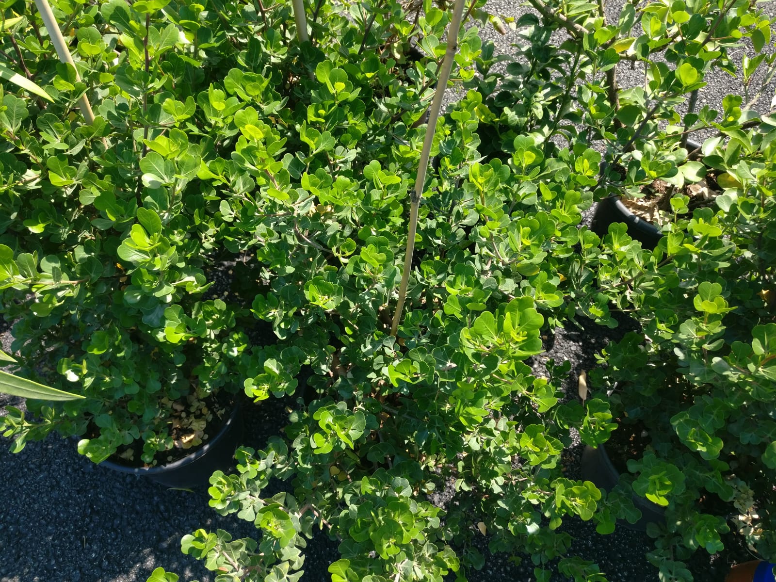 אוג מכחיל-10 ל