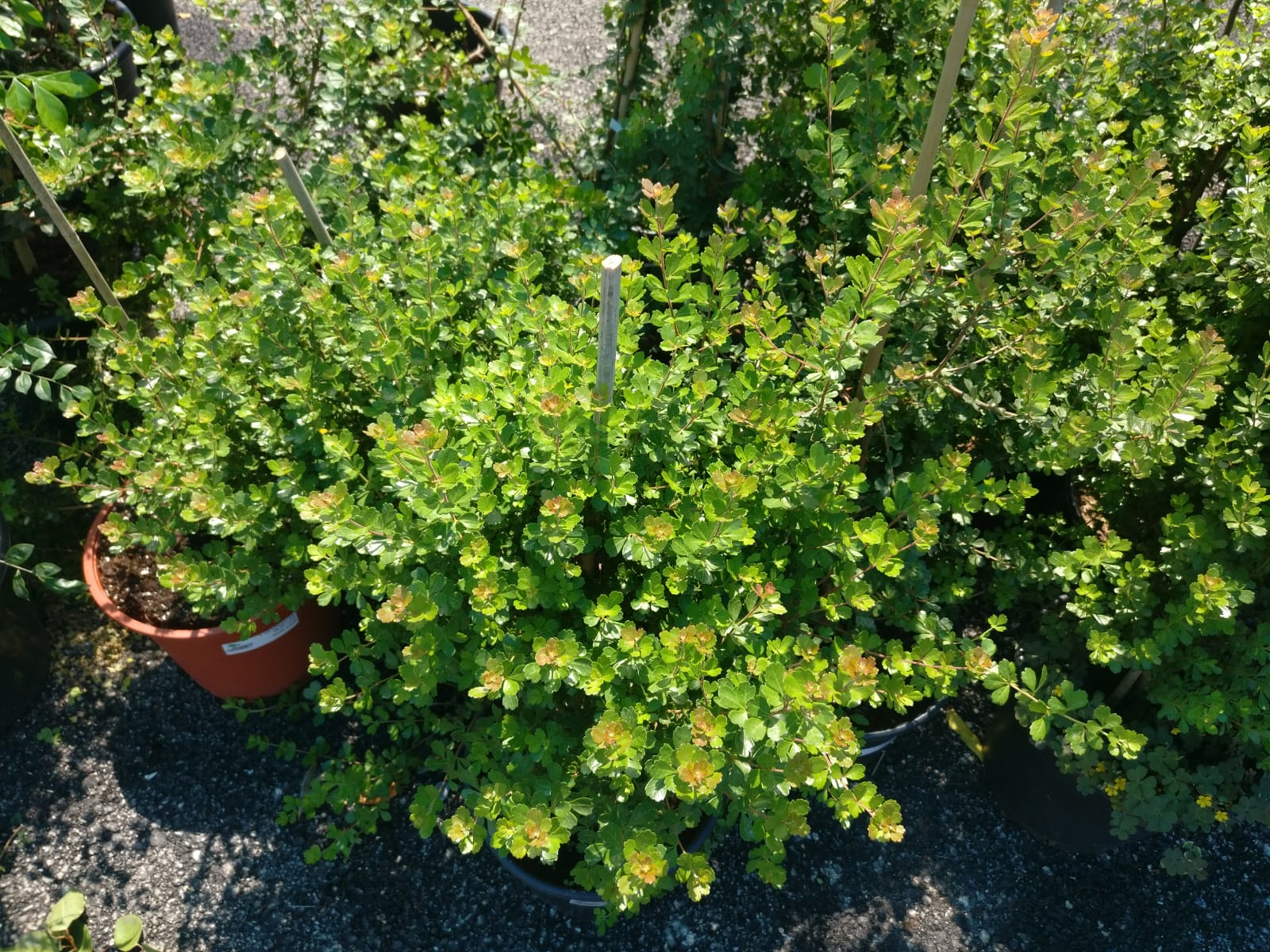 אוג מסולסל- ק. 18