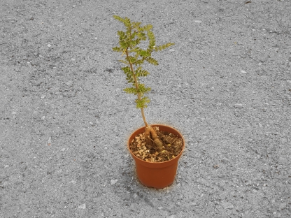 אופרקוליקריה- ע. 12