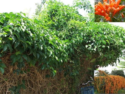 אורנית לוהבת-10 ל