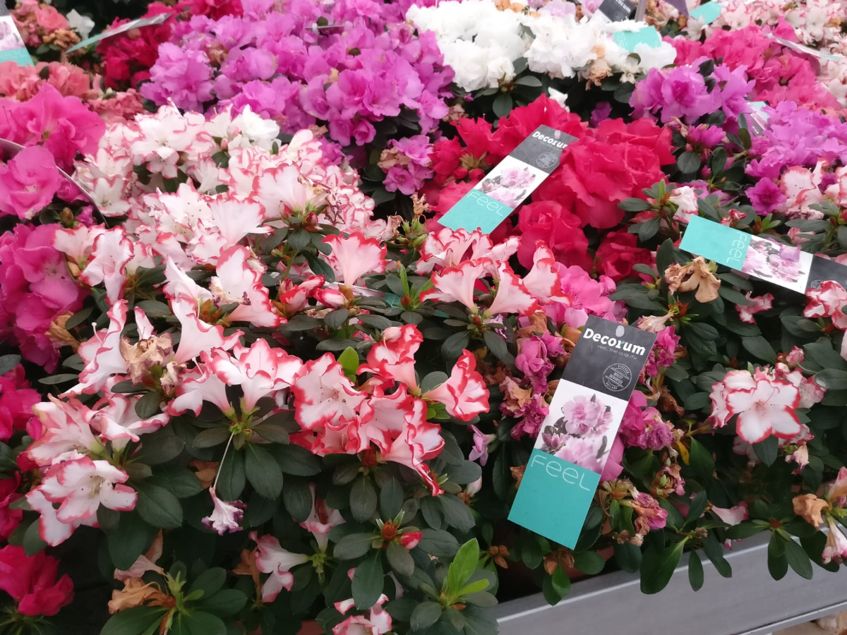 אזליאה/רודודנדרון