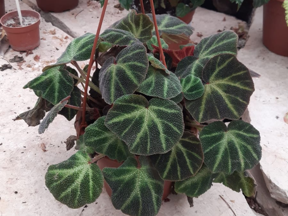 בגוניה איירון קרוס-ק. 20