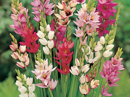 איקסיה/פקעות