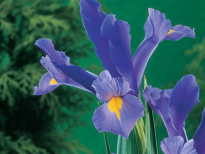 אירוס הולנדי/ פקעות