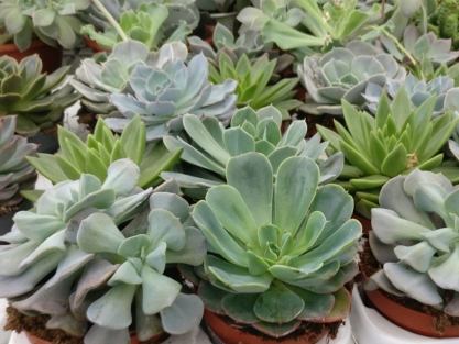 קקטוסים וסוקולנטים