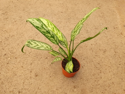 אגלאונמה ע.12