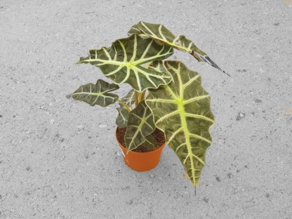 אלוכסיה אמזוניקה