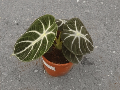 אלוכסיה בלאק ולווט - ע.12