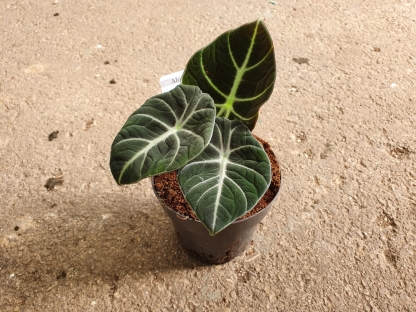 אלוכסיה בלאק ולווט - ע.14