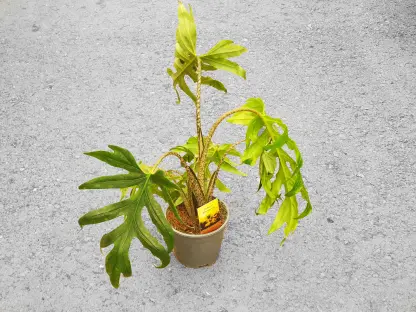 אלוכסיה ברנסיפוליה פינק פאשיון