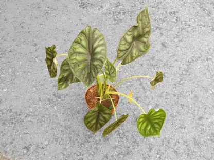 אלוכסיה דרגון סקייל - ע.12