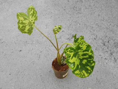 אלוכסיה הילו ביוטי