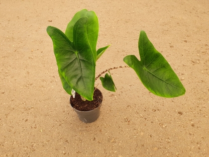 אלוכסיה זברינה - ע.14