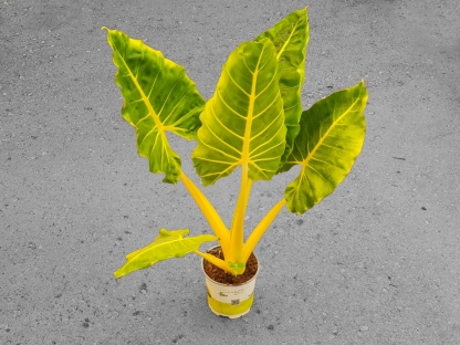 אלוכסיה לוטיאה ליים