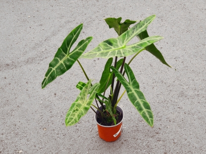 אלוכסיה לונגילובה - ק.18